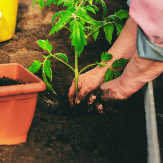 Van organisch afval naar compost en vruchtbare grond voor je plantjes in de tuin